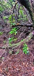 Plants: image 45 Of 208 Thumb